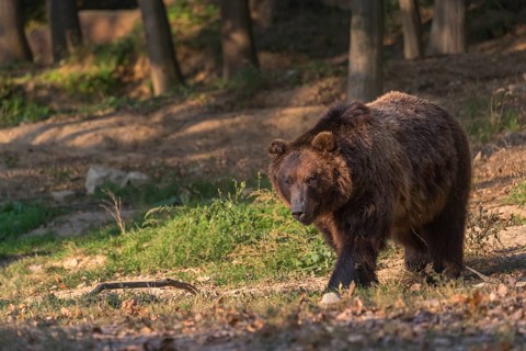One Kamchatka brown bear (Ursus arctos piscator), walking in a forest. Some green vegetation in the
