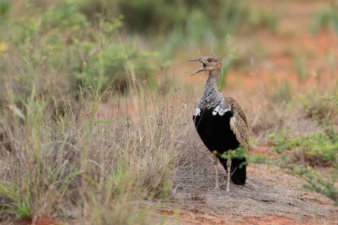 Red-crested Bustard (Lophotis ruficrista), adult, male, calling, alert, Mokala National Park, South