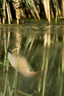 Little Bittern (Ixobrychus minutus) mirror in the water, Bulgaria