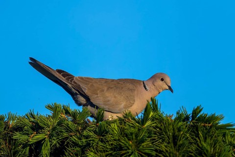 Pigeon sitting relaxed on pine branches against blue sky, Eurasian collared dove (Streptopelia