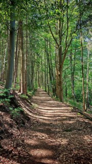 A narrow forest trail with shady trees on a sunny day, Thüringer Schiefergebirge Obere Saale nature