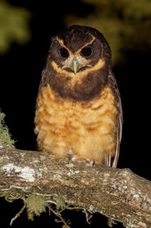 Tawny-browed Owl (Pulsatrix koeniswaldiana) perched on a branch in the Atlantic rainforest of