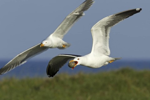 Lesser Black-backed Gull (Larus fuscus) flying, Schleswig-Holstein, Germany
