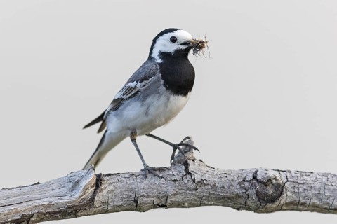 White wagtail, (Motacilla alba), perch, biotope, foraging, bird, birds, animals, songbird, family