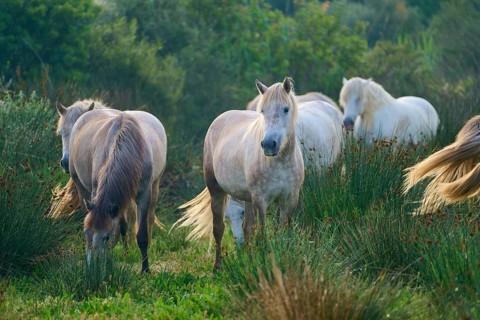 A herd of white Camargue horses grazing peacefully in a green pasture on a summer's day, Camargue,