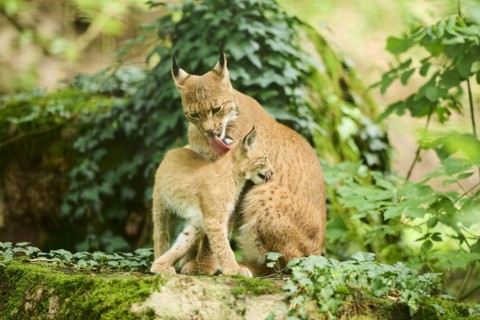 Eurasian lynx (Lynx lynx) mother with her youngster in a forest, Bavaria, Germany