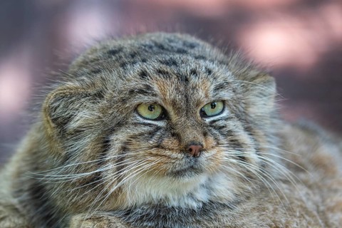 Portrait of a Pallas's cat (Otocolobus manul) or Manul. Near Threatened species on the IUCN Red