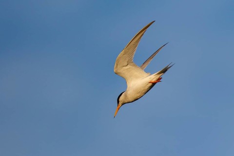 Little Tern (Sternula albifrons) flying, Greece