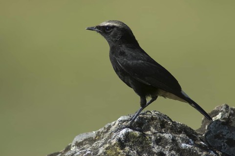 Abyssinian Wheatear (Oenanthe lugubris), Ethiopia