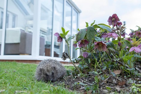 European hedgehog (Erinaceus europaeus) adult animal on a garden grass lawn with a house in the