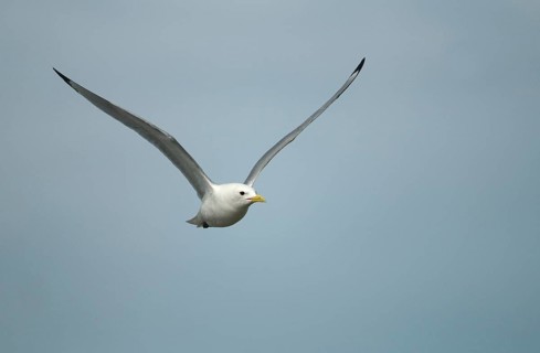 Black-legged Kittiwake, Black-legged Kittiwake, Norway, Rissa Tridactyla, Varanger, Birds,