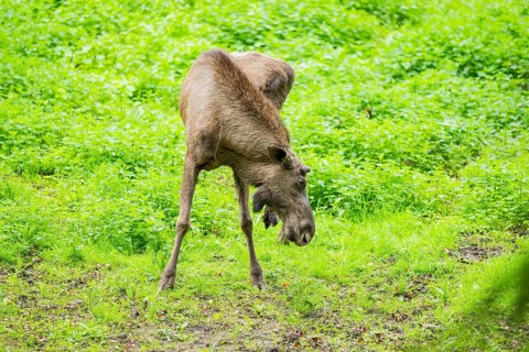 Eurasian elk (Alces alces) on a meadow, Bavaria, Germany