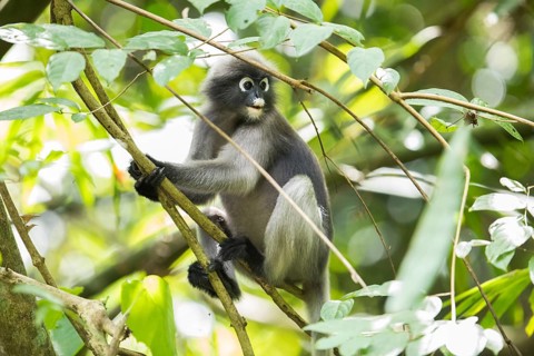 Dusky leaf monkey (Trachypithecus obscurus), Kaeng Krachan National Park, Phetchaburi Province,