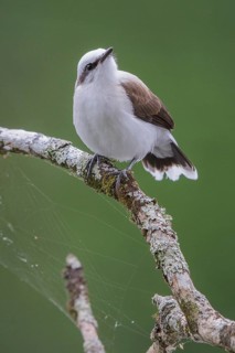 Masked Water Tyrant (Fluvicola nengeta) perched on a branch in the Atlantic rainforest of southeast