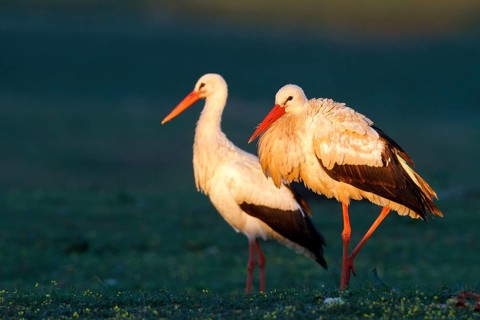 White Stork (Ciconia ciconia) pair, Castile-La Mancha, Spain