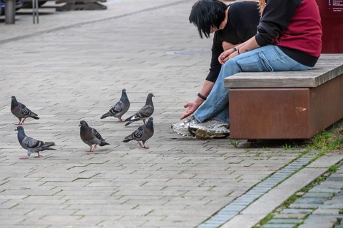 Young people feeding pigeons in the pedestrian zoo, Altdorf, Middle Franconia, Bavaria, Germany