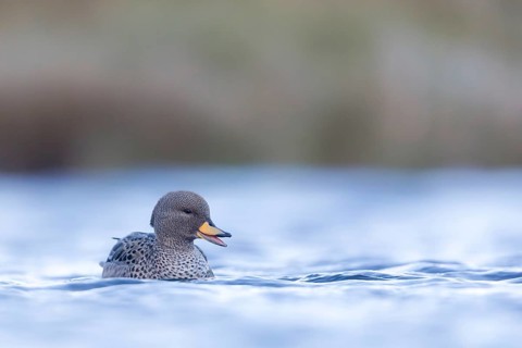 Yellow-billed Teal (Anas flavirostris), Falkland Islands