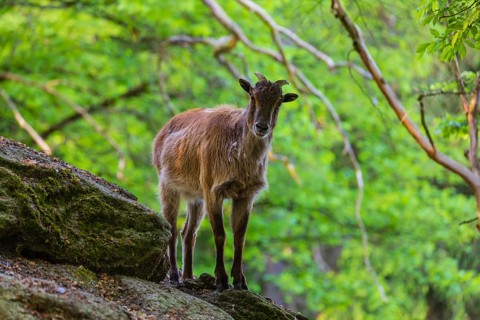 One female Himalayan Tahr (Hemitragus jemlahicus) stands on rocks in a green forest