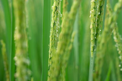 Close-up of vibrant green rice stalks with delicate grains and blooms.