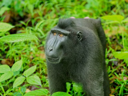 Black crested macaque (Macaca nigra), Tangoko National Park, Sulawesi, Indonesia