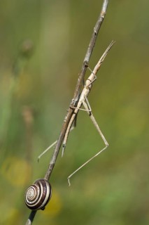 Acrida ungarica, Acrididae, Caelifera, cone-headed grasshopper, field locust, common nose scare,