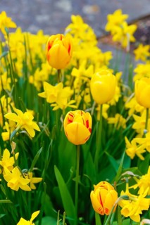 Gönningen tulip blossom, historic cemetery Gönningen, tulips (Tulipa), flowers, bicoloured, yellow