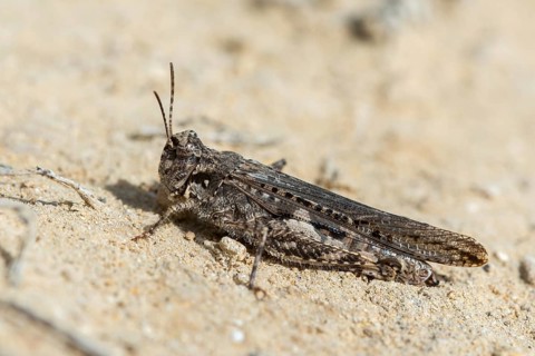 Acrotylus insubricus, caelifera, common digging grasshopper, granelli, grasshoppers, insubrian