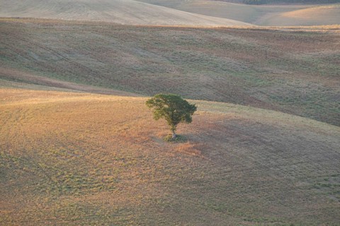 Single Tree standing in a typical Tuscan landscape in Val d'Orcia with hills and fields at sunrise