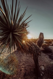 Sunset in Joshua Tree National Park