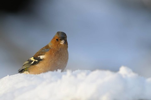 Buchfink (Fringilla coelebs), Chaffinch, Maennchen im Winter, Februar, Oberhausen,