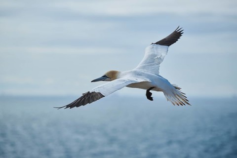 Northern gannet (Morus bassanus) flying over the sea, wildlife, Helgoland, Germany