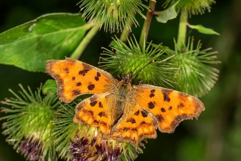 An orange C-shaped butterfly (Polygonia c-album) with black spots on Greater burdock,
