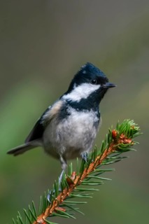 Coal tit, parus ater, periparus ater, pine tit, birds, high size, portrait format, tits, passeri,