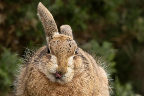 European brown hare (Lepus europaeus) adult animal sticking its tongue out in grassland, England,