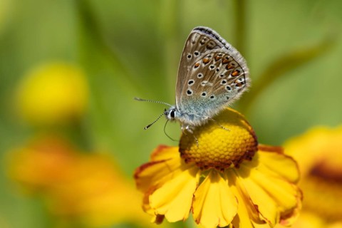 Common blue butterfly (Polyommatus icarus) adult insect feeding on garden Helenium flowers in