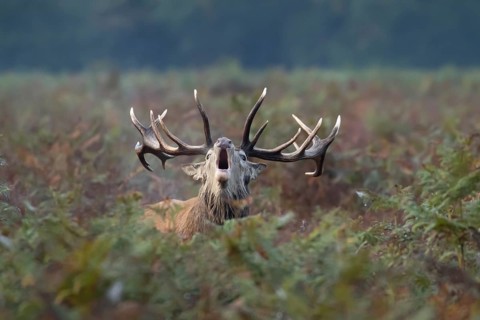 Red deer (Cervus elaphus) adult male stag bellowing during the rutting season in autumn, England,