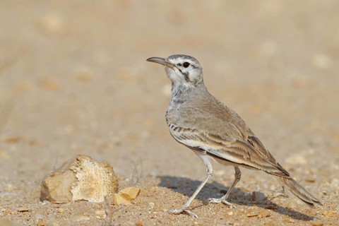 Desert Sandpiper Lark, (Alaemon alaudipes), animals, birds, lark family, biotope, habitat,