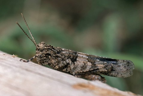 Blue-winged wasteland scare, caelifera, grasshoppers, short-feeler scare, Oedipoda caerulescens,
