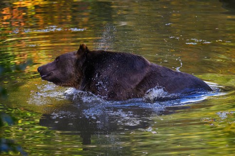 Brown bear (Ursus arctos) bathing, captive, Neuschönau enclosure, Bavarian Forest National Park,