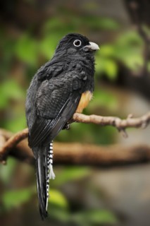 Green-mantled trogon or white-tailed trogon (Trogon viridis), female, captive, occurring in South