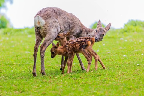 One female Roe Deer, (Capreolus capreolus), stands on a meadow with her two fawns