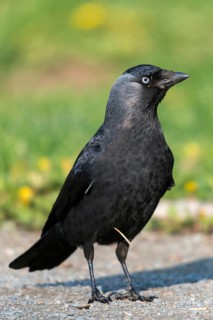 Corvus monedula, jackdaw, birds, corvidae family of birds, high size, portrait format, passeri,