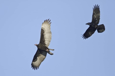 Turkey Vulture (Cathartes aura), British Columbia, Canada