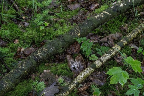 Birch trunks (Betula pendula) on the forest floor, Emsland, Lower Saxony, Germany