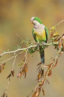 Cliff Parakeet (Myiopsitta luchsi) perched on a branch in Bolivia, South America