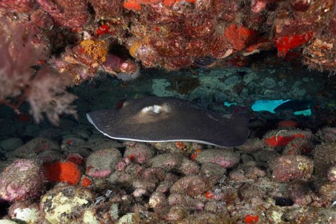 A stingray, the round stingray (Taeniura grabata), rests on a stony seabed dotted with red rocks,