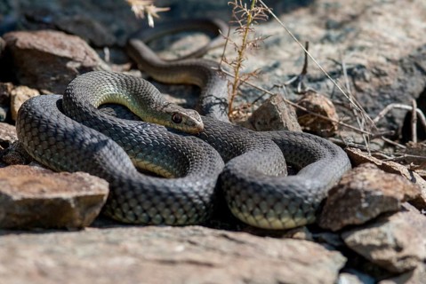 Lizard snake, European lizard snake, Malpolon Monspessulanus, Montpellier snake, critters, Greece,