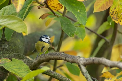 Blue tit (Cyanistes caeruleus) adult bird on a garden Magnolia tree with autumn colour leaves,