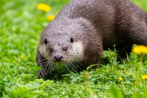 Eurasian otter (Lutra lutra) on a meadow, Bavaria, Germany
