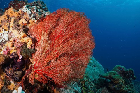 Red fan coral (Melithaea ochracea) against a backdrop of colourful rocks in the blue sea, the